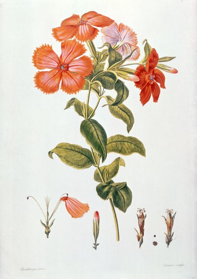 Lychnis coronaria, da `Thesaurus Botanicus